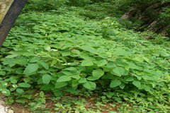 Desmodium tortuosum